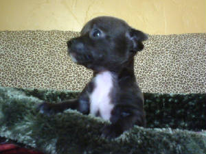 lulus pup