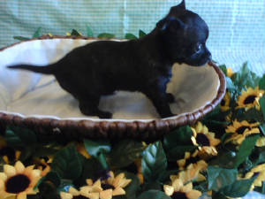 lulus pup