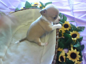 lulus pup