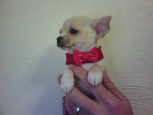 angels girl pup