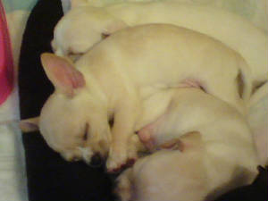 angels puppies 6weeks