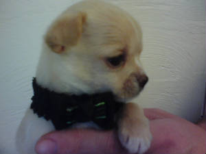 emmasboy pup.jpg