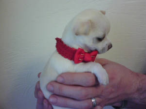 emmas girl pup