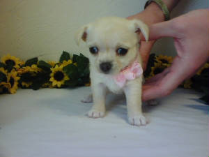 emmas girl pup