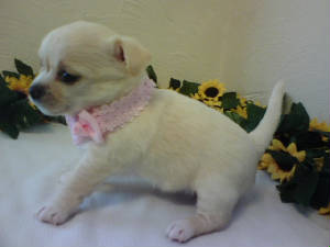 emmas girl pup