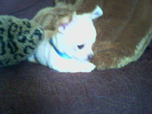 emmas boy pup