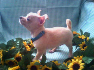 emmas boy pup