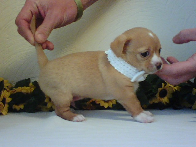 emmas boy pup