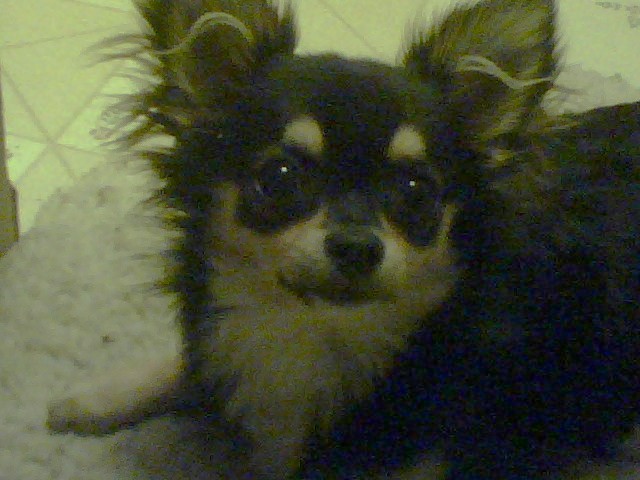 lucy.jpg